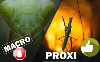Arrêtez d’acheter un objectif de 100mm pour la Macrophotographie, passez directement à la Proxiphotographie
